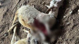 Sokak köpekleri vatandaşların hayvanlarını telef etti