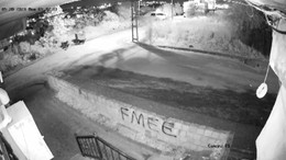 Sokak köpekleri kediyi böyle parçaladı