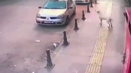 2 genç, köpek saldırısından böyle kurtuldu!