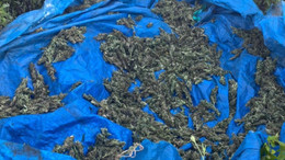 Jandarmadan şok operasyon! 2 milyon kök kenevir bitkisi ele geçirildi