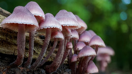 Çorum'da mantar zehirlenmesi: 7 kişi hastaneye kaldırıldı