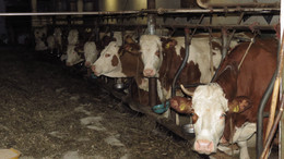 İneğin çifte attığı kadın, kaldırıldığı hastanede hayatını kaybetti