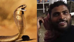 Hindistanlı adam, kendisini sokan yılanı ısırıp öldürdü