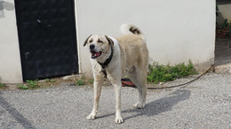 Köpek saldırısı bir can daha alıyordu!