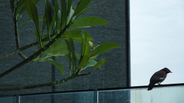 Camınıza Kuş Konduğunda Bu Mesajlara Dikkat! Kuşların Manevi Anlamları Nelerdir?