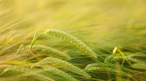 Ukrayna’da kalan 20 milyon tonluk buğdaya AB eylem planı