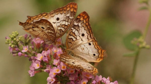 İngiltere'de kelebekler yüzde 80 oranında azaldı