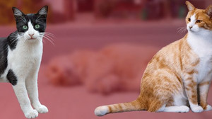 İstanbul’da kedi katliamı: Hayvanseverler tepkili, sorumlular aranıyor