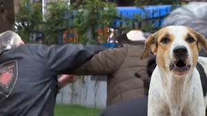 Mahalleli arasında 'köpek' kavgası: Bir taraf 'ısırıyor' dedi, diye taraf 'onlar da can' diyerek savundu