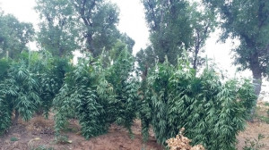 Genç İlçesi kırsalında 7 farklı noktada 411 kg kubar esrar, 254 kg skunk esrar ve 10 bin kök kenevir ele geçirilmesi