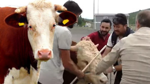 Kurban yakalama timi bayrama hazır! Tatbikat zorlu geçti