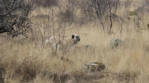 Başıboş köpekler gündeme gelecek mi? Başıboş köpekler için çözüm nedir?