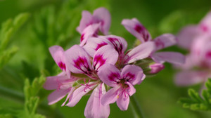 Itır çiçeği nedir, nerelerde kullanılır, nasıl kullanılır, neye iyi gelir?