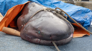 Mersin’de altı solungaçlı köpek balığı ölü olarak kıyıya vurdu