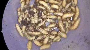 Doktora baş ağrısı şikayetiyle gitti! Burnundan 150 tane canlı solucan çıktı