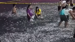 Gören kıyamet alameti dedi! Yüz binlercesi kıyıya böyle vurdu