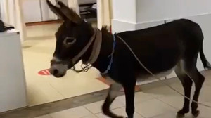 Eşek, Acil’e girdi!