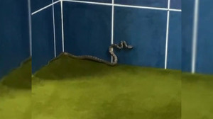 Antalya'da bir camiyi yılanlar bastı