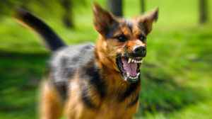 Nevşehir ve Zonguldak’ta yaşlılara köpek saldırısı!