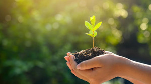 Yanlış tedavi uygulayan diş hekimiyle 150 fidan bağışı şartıyla uzlaştı