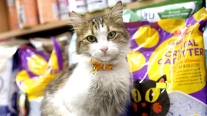 Yedi Bela Hüsnü’ye ziyaretçi akını