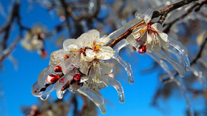 Ankara Valiliği'nden zirai don uyarısı; bu tarihlere dikkat!