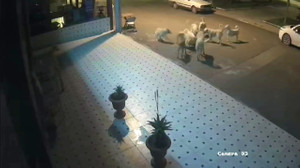 10 sokak köpeği anne kedi ve 2 yavrusunu parçaladı