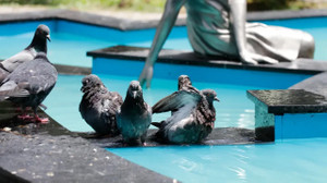 Şanlıurfa’da termometreler 50 dereceye vurdu!