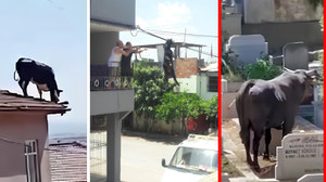 Kurbanı kaçıran, kendini kesenler... İşte yurttan Kurban Bayramı manzaraları...