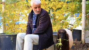 Sahiplendiği annesiz kuzuya ünlü gazetecinin adını verdi
