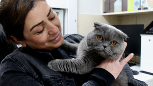 Adana'da şaşkınlık veren olay: Çift cinsiyetli kedi ameliyat oldu