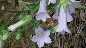 Manisa'dan Kuşadası'na yeni bir bitki türü: "Campanula X kusadasiensis"