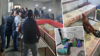 Ne yazık ki gerçek! Hayvanları koruma derneğinde 'horoz dövüşü'