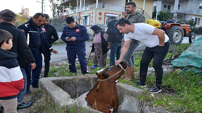 Sulama kanalına düşen inek kurtarıldı