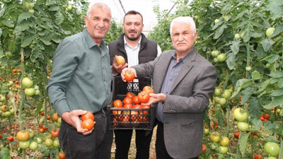 İhracatının açılması, domates üreticilerinin yüzünü güldürdü