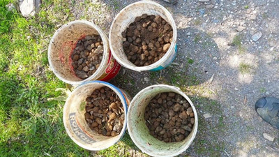 Jandarmadan salep avcılarına operasyon