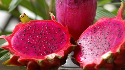 Karadeniz'de 'tropik meyve' üretimi denemeleri yapılıyor