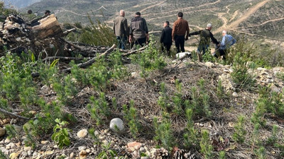Manavgat'taki yangın bölgesine dikilen fidanlar boy vermeye başladı