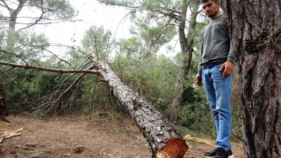 Yarım asırlık kızılçam ağaçlarını kesip kaçtılar