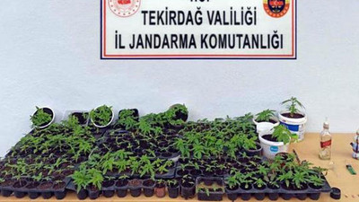 Evinin balkonunda Hint keneviri yetiştiren şüpheliye gözaltı