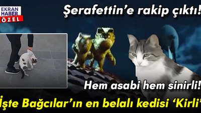 Hem asabi hem sinirli! İşte Bağcılar’ın en belalı kedisi ‘Kirli’