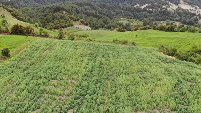 Jandarma’dan ‘haşhaş’ operasyonu