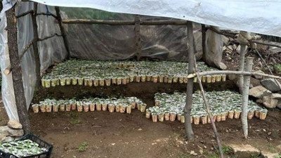 Jandarma’dan uyuşturucu operasyonu: 3 bin 340 kök kenevir ele geçirildi
