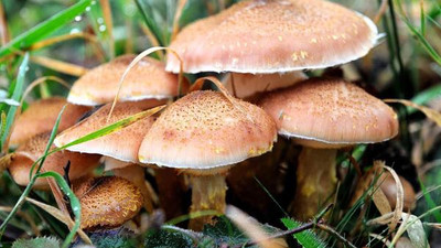 Mantar zehirlenmeleri artıyor; 16 saat sonra belirti veriyor