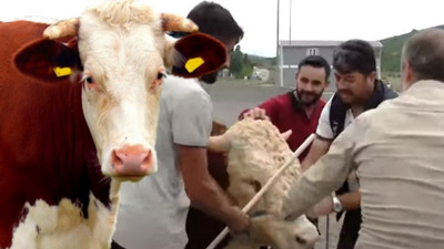 Kurban yakalama timi bayrama hazır! Tatbikat zorlu geçti
