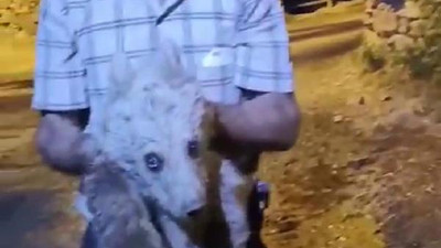 Yavru ayıyı, annesinin olduğu düşünülen araziye götürüp, bıraktılar