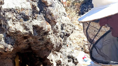 Dedesinden öğrendiği yöntemle balı ’taş’tan çıkarıyor
