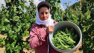 Meşhur Çameli fasulyesinde hasat devam ediyor