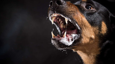 İspanya'da yaşlı kadını 2 köpek parçaladı