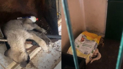 Barınakta vahşet! Aç kalan köpekler telef olan köpekleri yedi